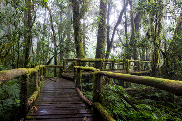 Fototapeta premium Rain forest at Doi intanon