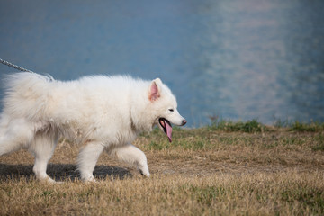 A samoye is  walking by the river.