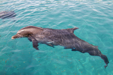 Bottlenosed dolphin at Red Sea