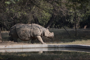 indian rhinoceros