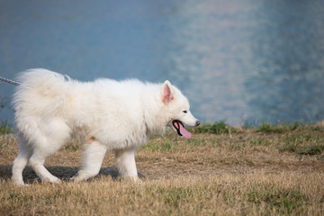 A samoye is  walking by the river.