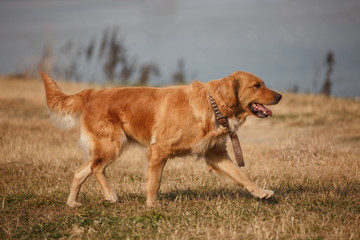 A golden retriever is walking by the river.