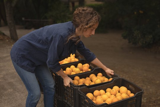 Woman lifting crate filled with oranges