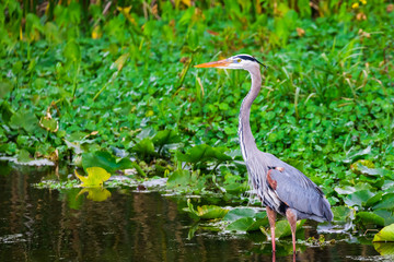 Beautiful tri colored heron