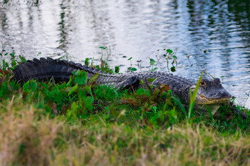 Alligator resting by the lake