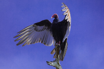 Vulture spreading wings 