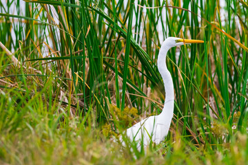 White egret