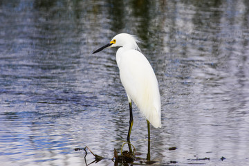Egret at the wetlands