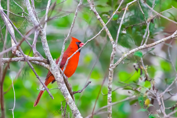Beautiful cardinal