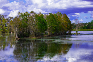 Beauty of the wetlands