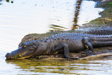Alligator at the wetlands