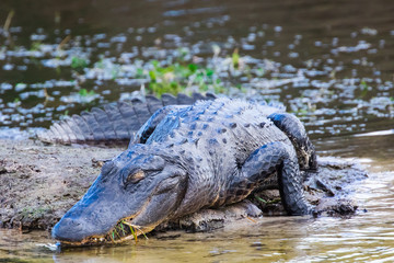 Alligator in the wild