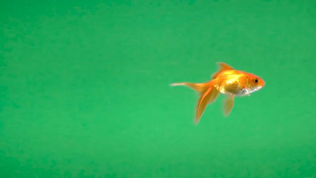goldfish green screen, seamless looping
