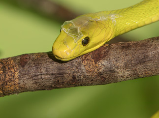 molting green mamba close up head shot