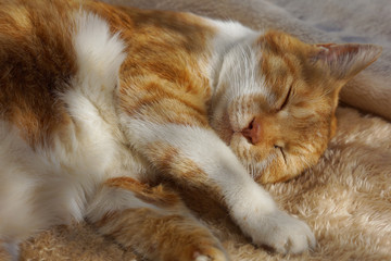眠る茶猫