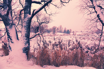 Snowy rural landscape. Tree near frozen lake