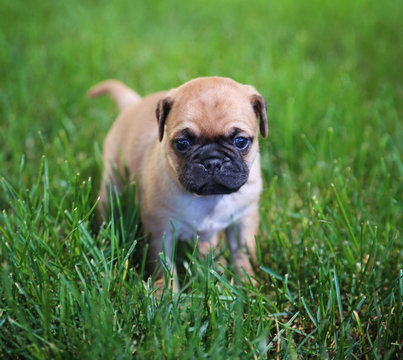  a cute baby pug chihuahua mix puppy playing in the grassy clover during summer toned with a retro vintage instagram filter app or action effect