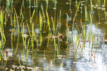 Green grass in a puddle