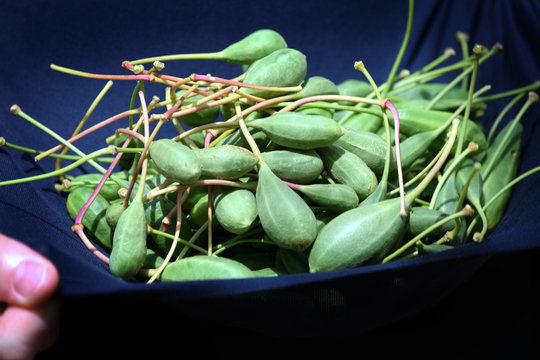 Capparis spinosa