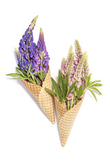 Lupine flowers in waffle cones on white background