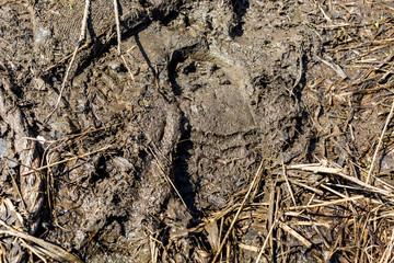 Footprints on a dirt road