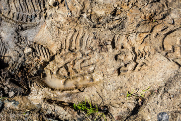 Footprints on a dirt road