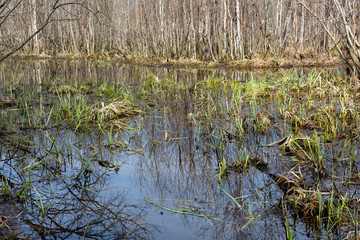 Swamp in the forest