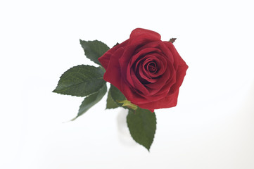 Fototapeta premium 薔薇 造花 ブーケ 愛 一輪