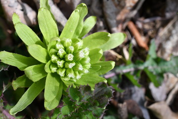 ふきのとう（フキの花）