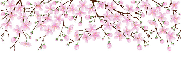 Naklejka na ściany i meble Spring banner. The pink sakura blossoms. Branches of a blossoming cherry on a white isolated background.