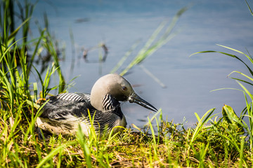 Beautiful duck on the lake stuck in the net beak