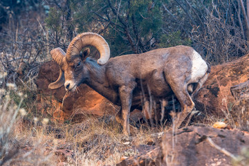 Bighorn Sheeps