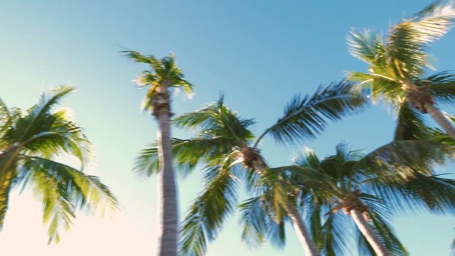 Driving under palm trees with sun beam. Vintage colors. Slow motion