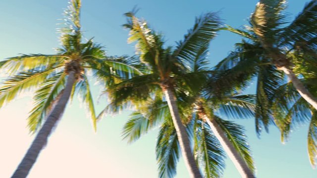 Driving through palm trees on sunny day.  Low angle view. Slow motion