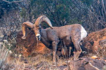 Bighorn Sheep