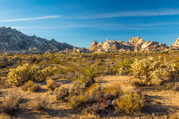 Mojave Desert