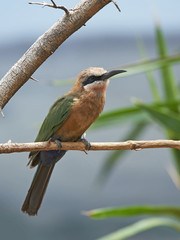 White-fronted bee-eater (Merops bullockoides)