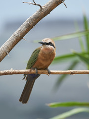 White-fronted bee-eater (Merops bullockoides)