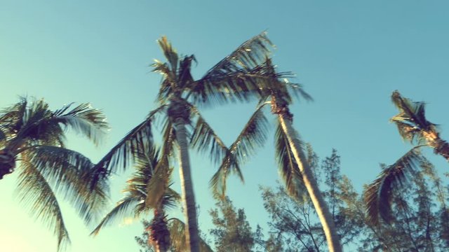 Driving under palm trees on sunny day. Vintage colors. Slow motion