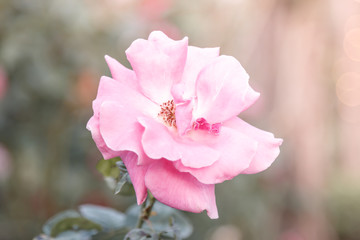 Sweet pink roses flower blooming in soft and blur, love and romantic concept background.