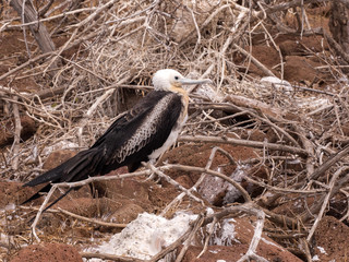 Female Magnificent frigatebird, Fregata magnificens, on the nest, North Seymour, Galapagos, Ecuador