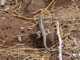 San Cristobal Lava Lizards, Microlophus bivittatus, North Seymour, Galapagos, Ecuador