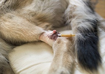 Closeup Of Dog Catheterisation