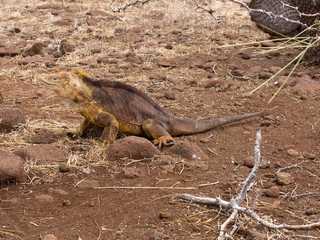 Fototapeta premium The Great Land Iguana, Conolophus subcristatus, is quite crowded on the island, North Seymour, Galapagos, Ecuador
