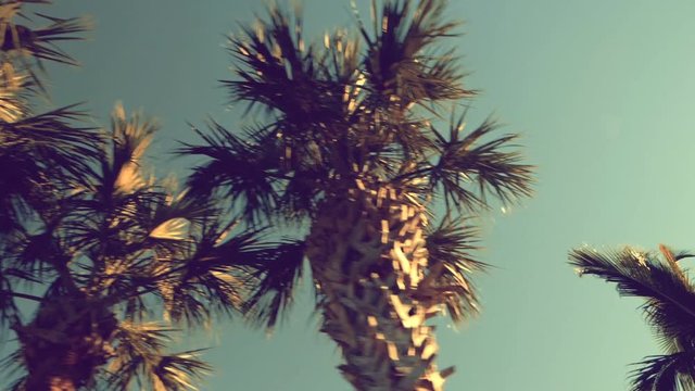 Driving through palm trees with sun. Low angle view. Slow motion
