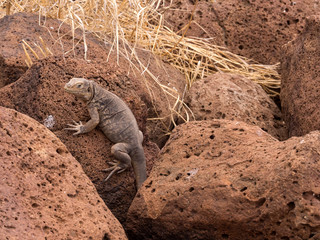 The Great Land Iguana, Conolophus subcristatus, is quite crowded on the island, North Seymour, Galapagos, Ecuador