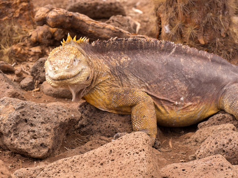 Portrait of Land Iguana, Conolophus subcristatus, North Seymour, Galapagos, Ecuador