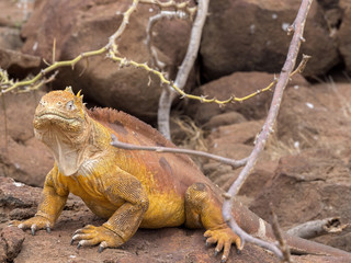 Portrait of Land Iguana, Conolophus subcristatus, North Seymour, Galapagos, Ecuador