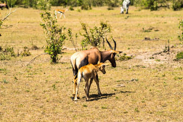 Naklejka na ściany i meble Topi and his baby grazing in the savannah of Masai Mara Park in Kenya