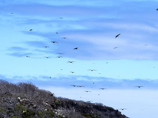 Flying Magnificent frigatebird, Fregata magnificens, North Seymour, Galapagos, Ecuador